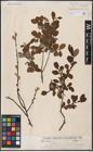 Foto von Salix aurita L.